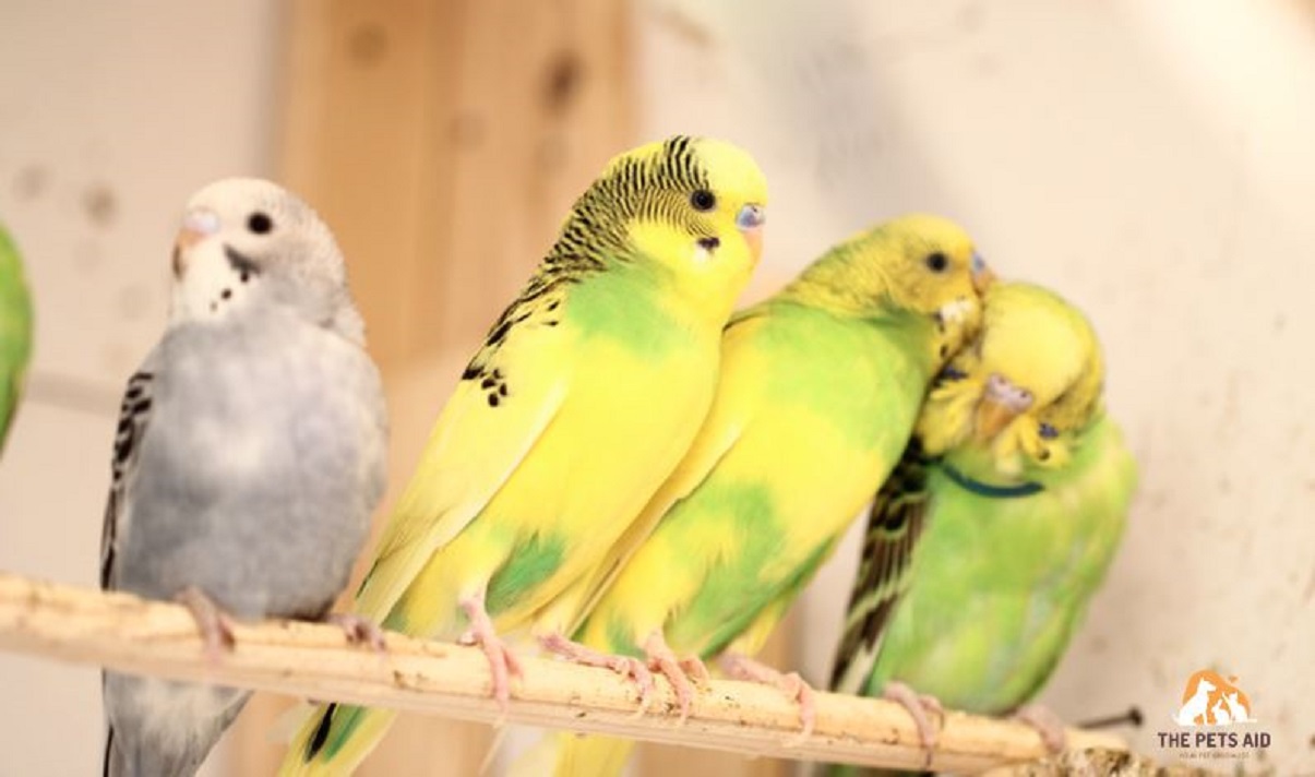 make Budgie Happy